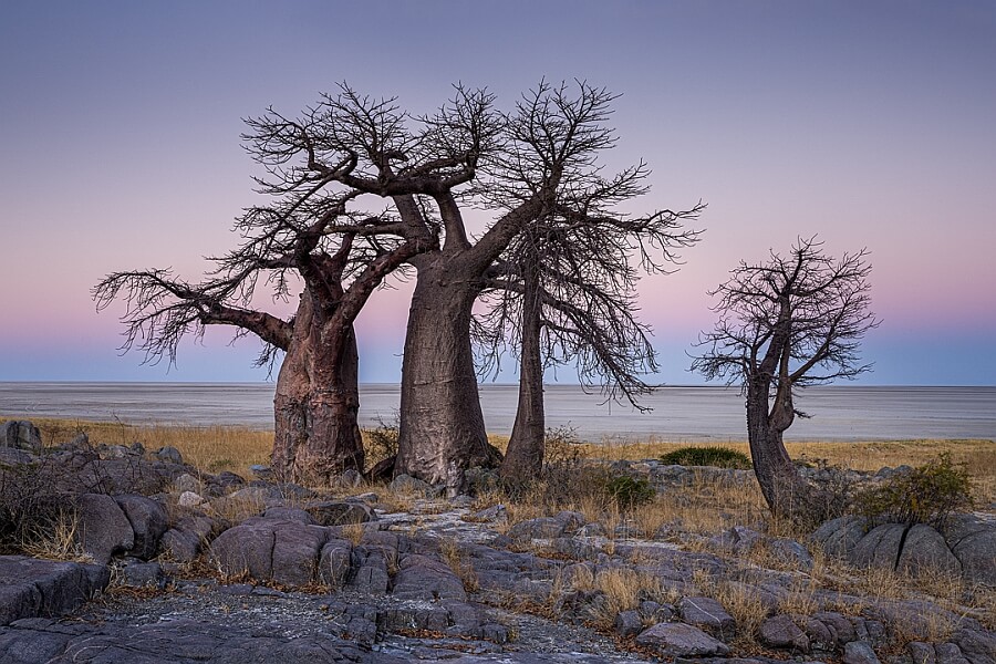 Baobabs on Kubu Island