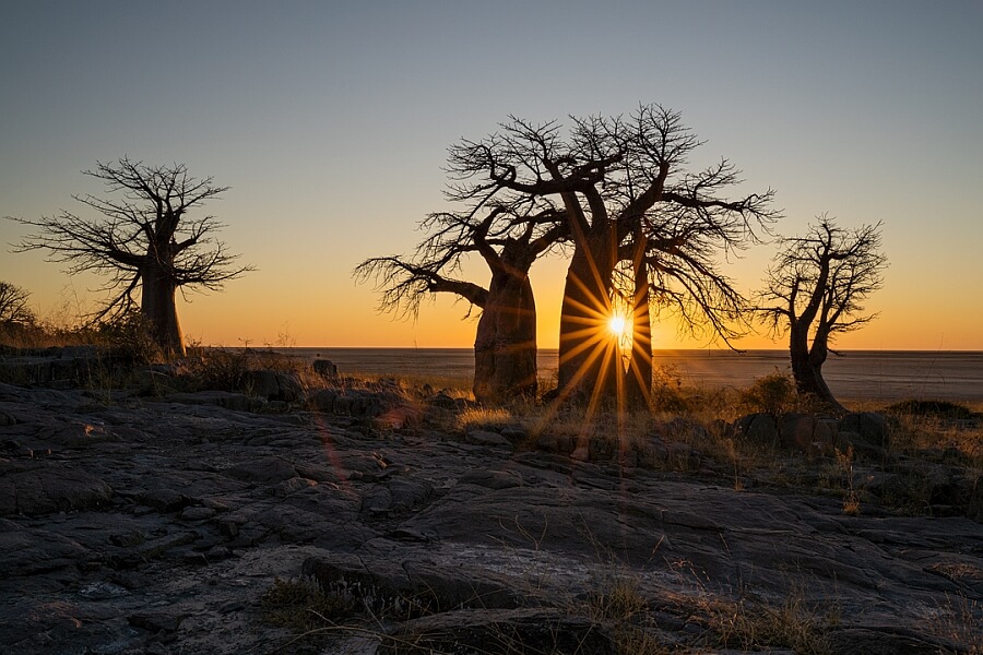 Sun rays and Baobabs