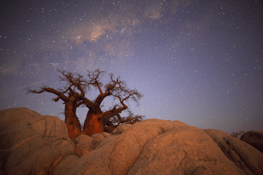 Africa's milky way and baobab