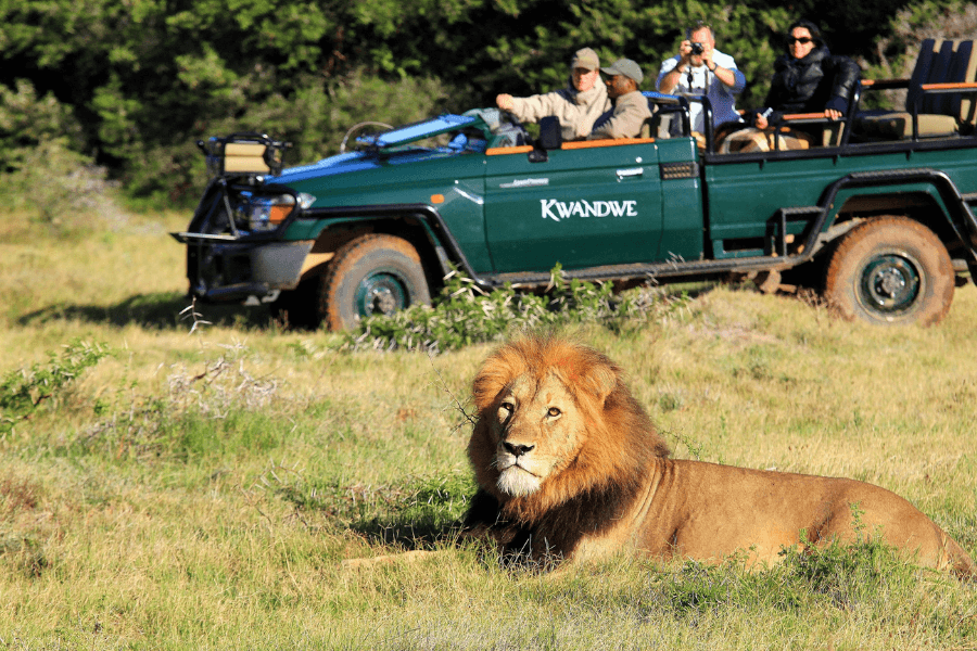 Game drive in Kwandwe Private Game Reserve