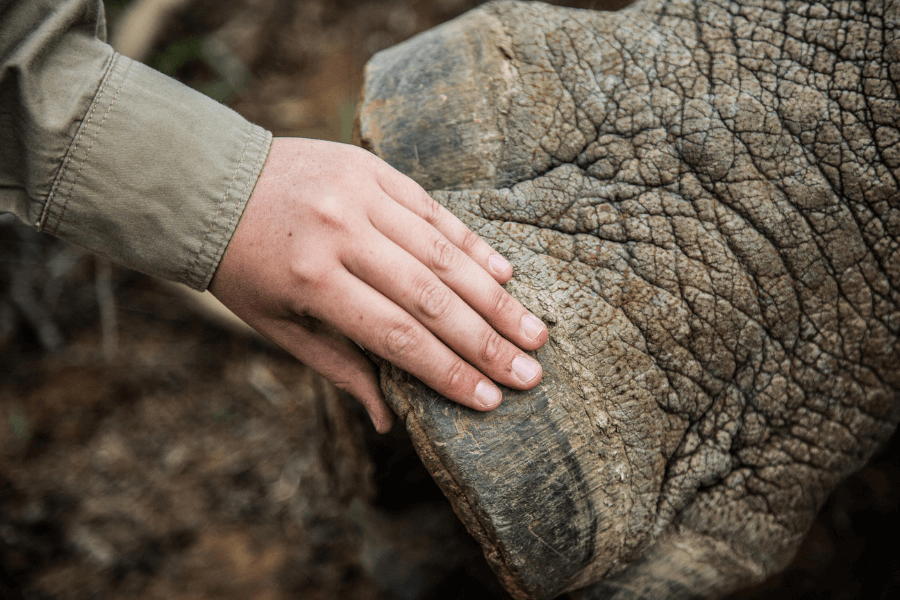 South Africa rhino conservation: be part of it