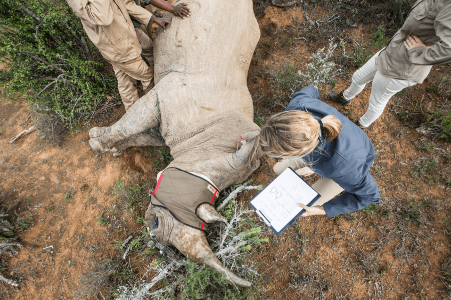 Rhino conservation: be part of it