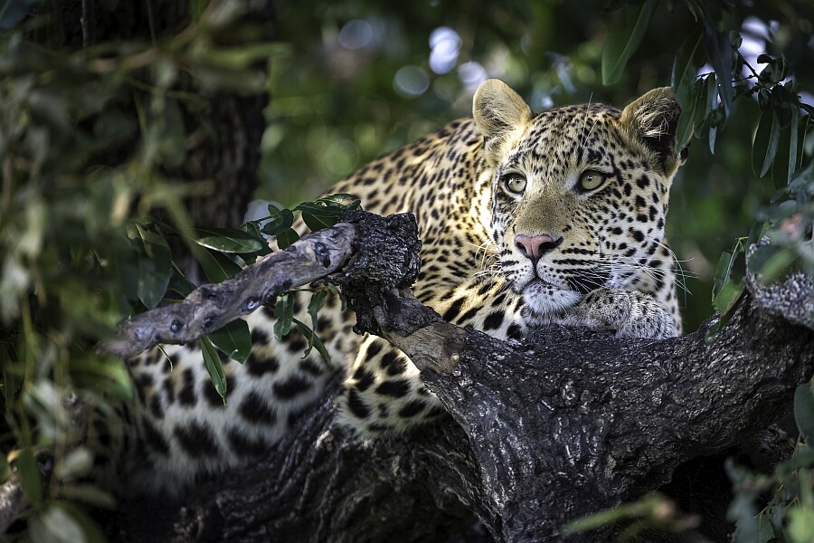 Botswana Safari with Children