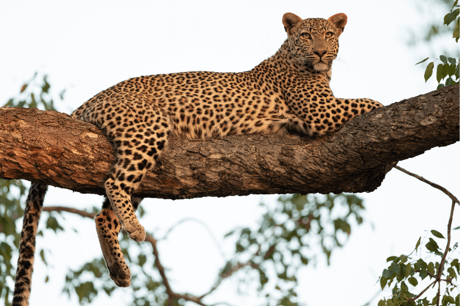 Kruger Honeymoon