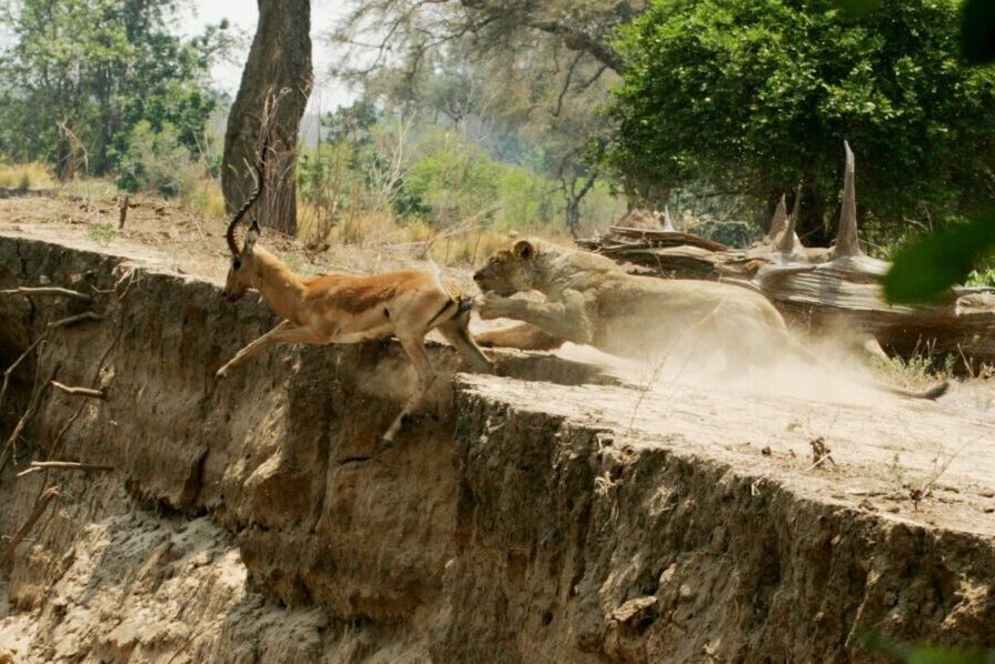 Lion kill in Mana Pools