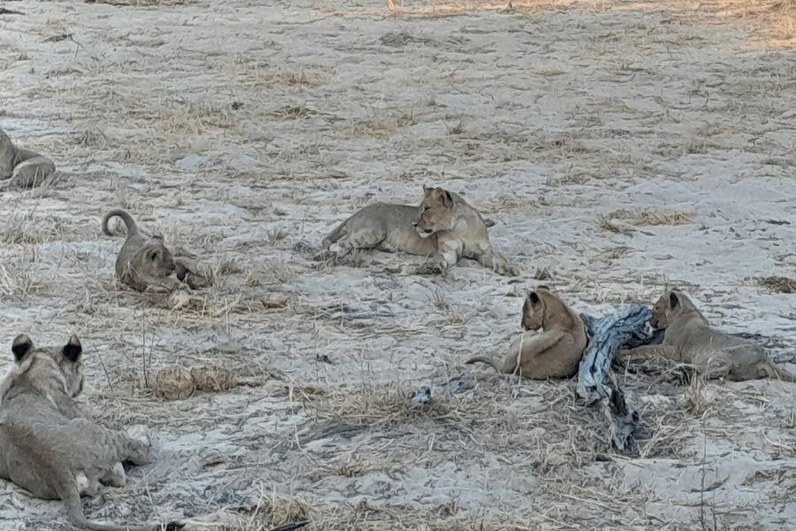 Lion cubs