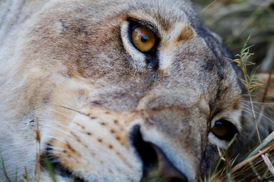 Lion close up at Shinde camp