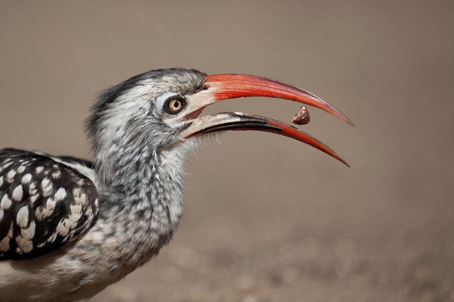 Red-Billed Hornbill eating