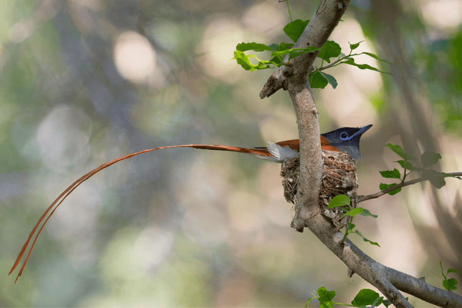 Birding is phenomenal in green season