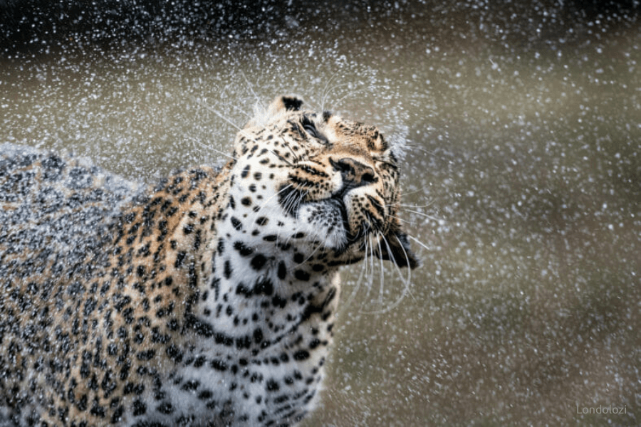 Sabi Sand leopard shake