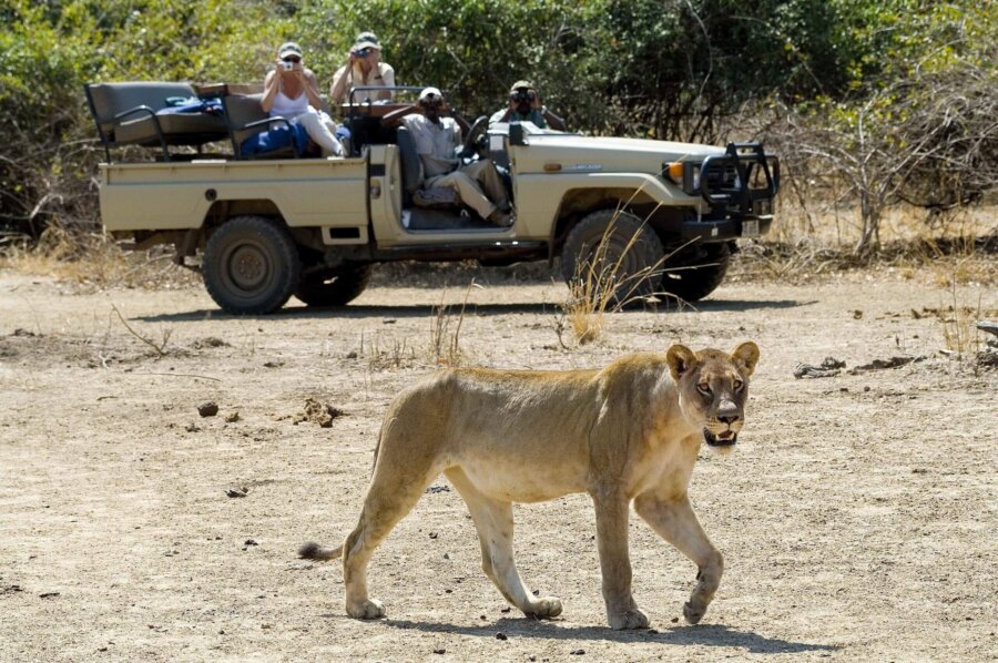 Big wildlife in South Luangwa