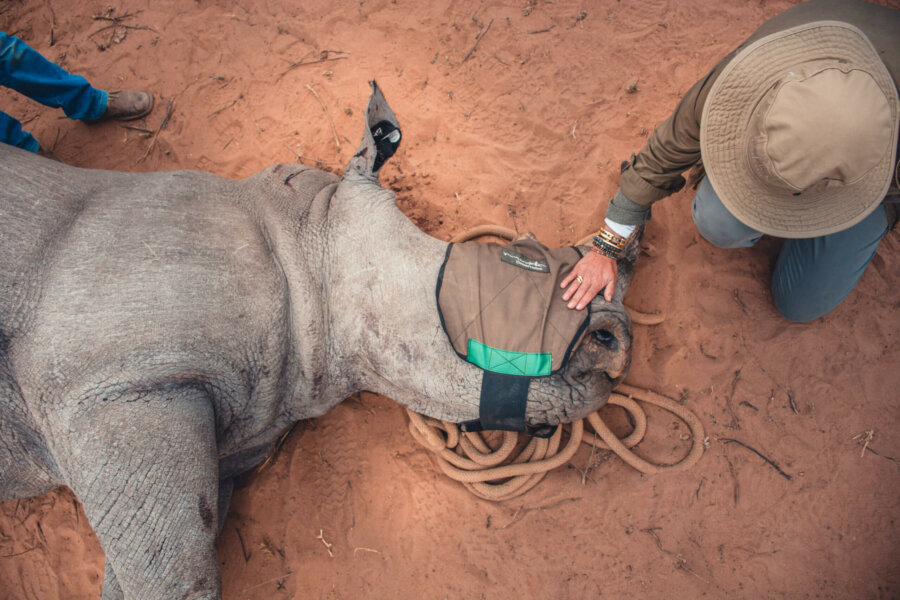 Rhino conservation on a safari guide training
