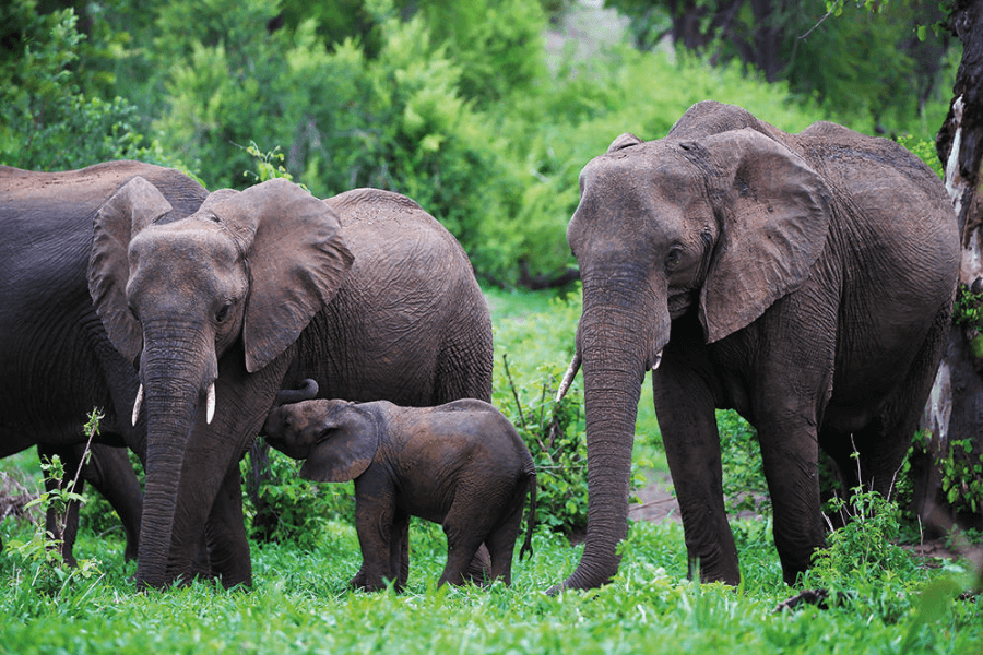 Elephants photographed in the green season safari