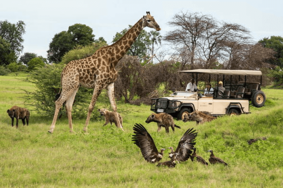 Action on game drive in the Okavango Delta