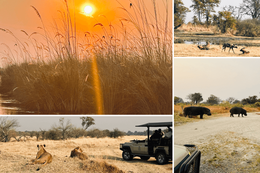 Moremi Jewel of Africa