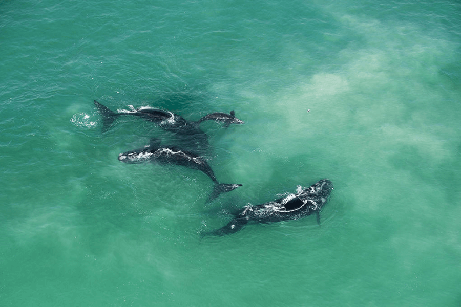 Whale watching season in South Africa
