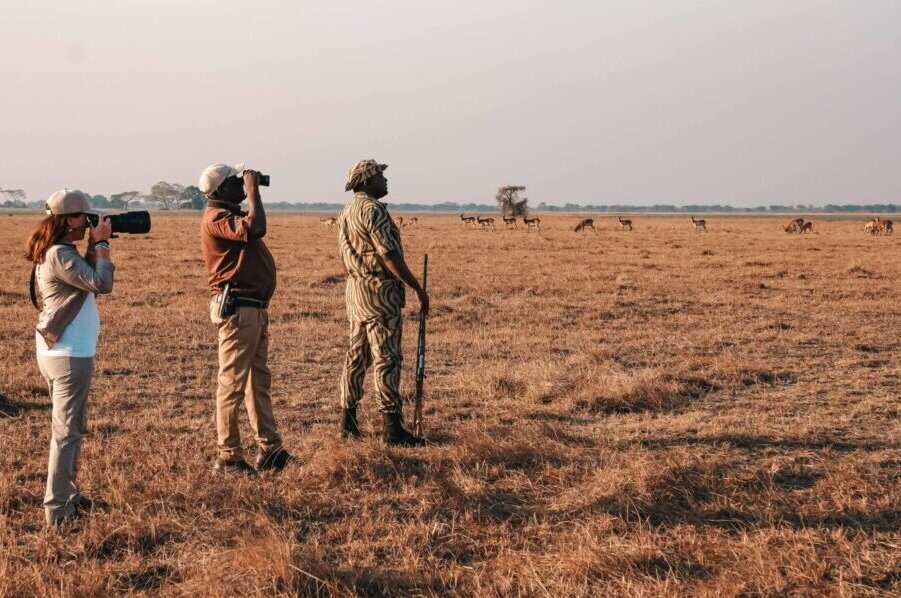 Guided walking safari