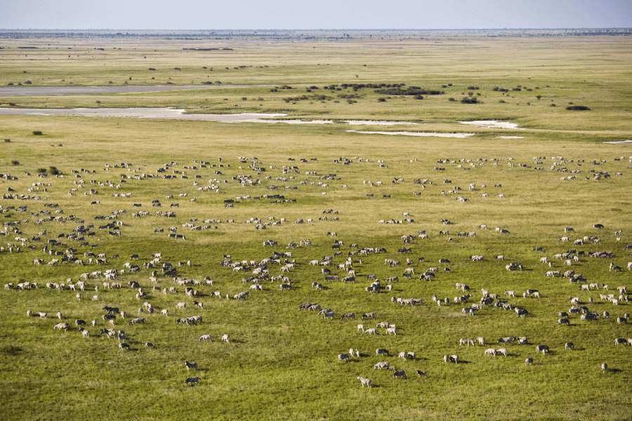 Zebra migration in Botswana