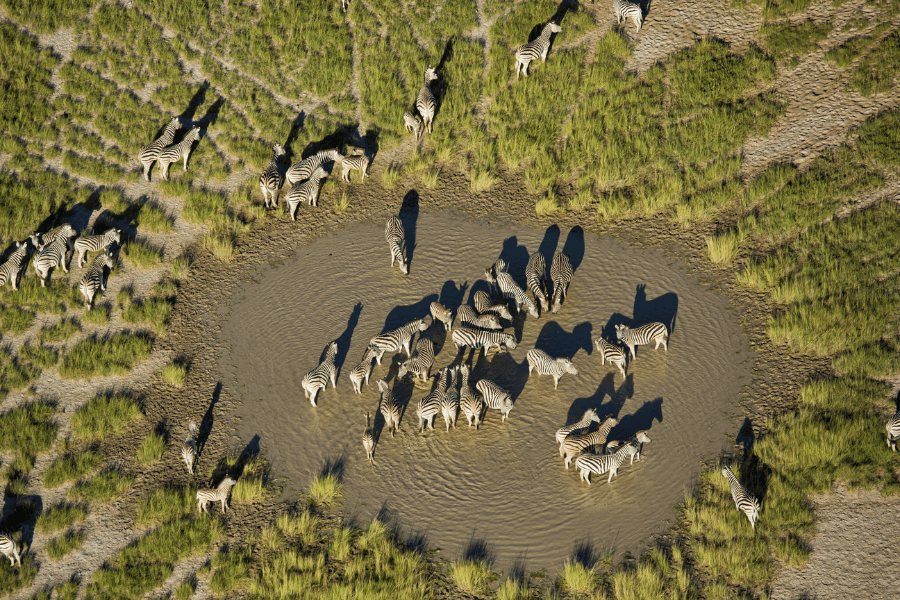 Zebra migration at a Makgadikgadi waterhole