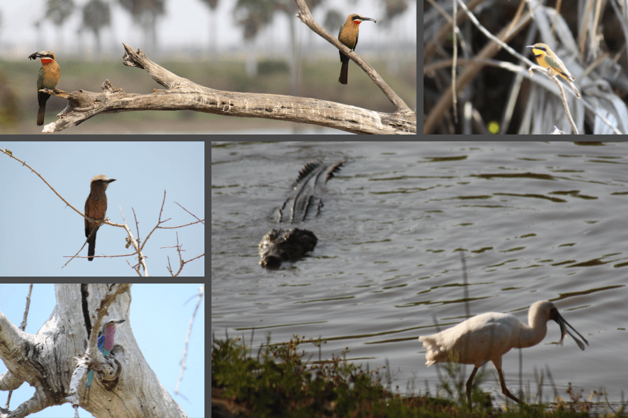 Tanzania Selous is a birding destination