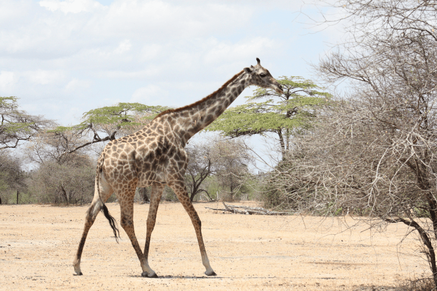 Giraffe on a Tanzania game drive