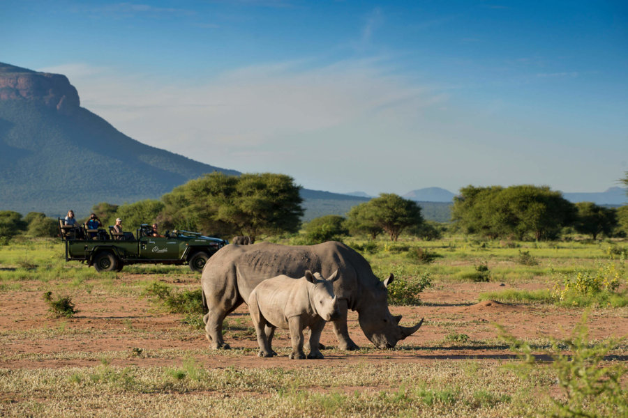 Rhino Conservation Safari