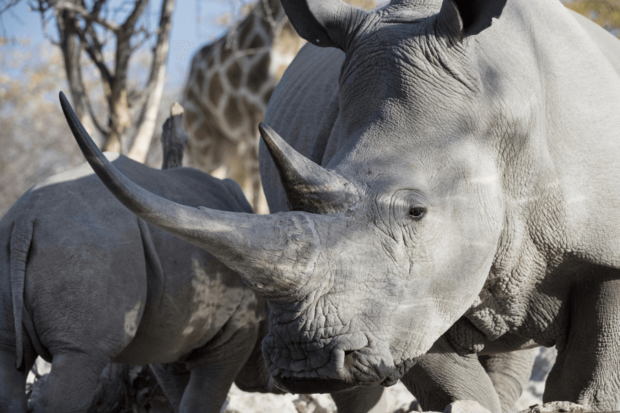 Black rhinos in Etosha