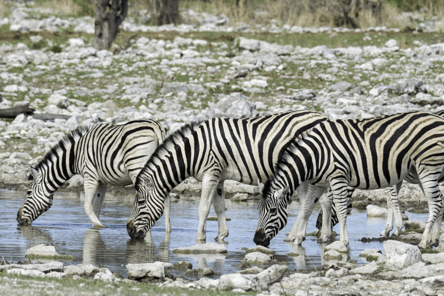Etosha zebras drinking