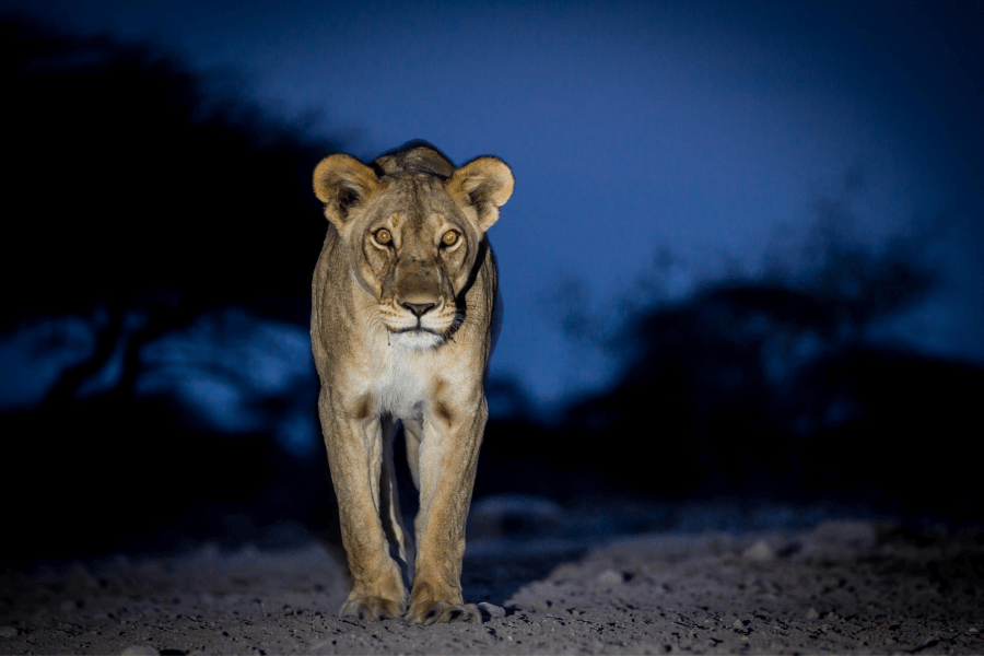 Spotlight on Etosha National Park