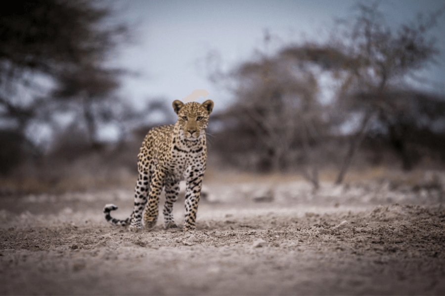 Spotlight on Etosha wildlife