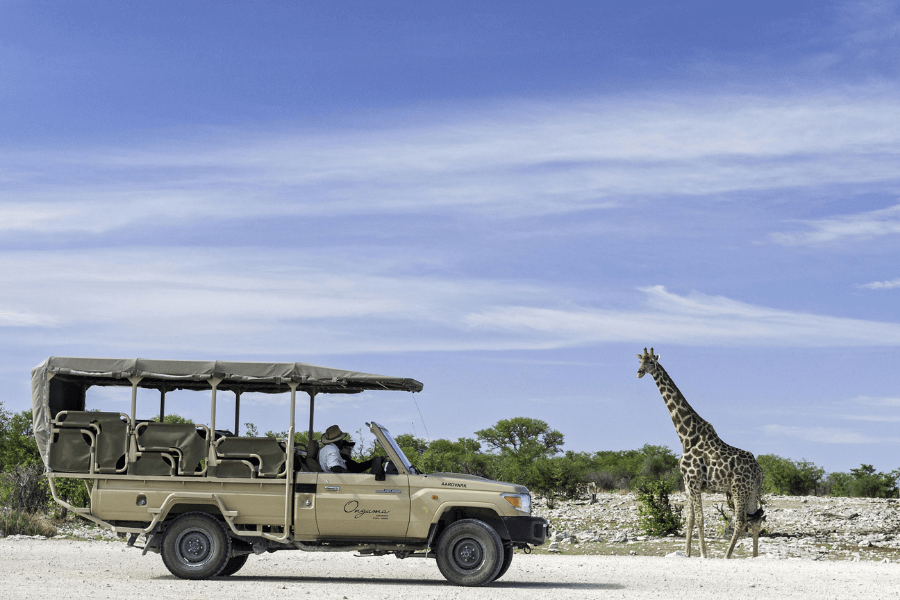 Etosha game drives and wildlife