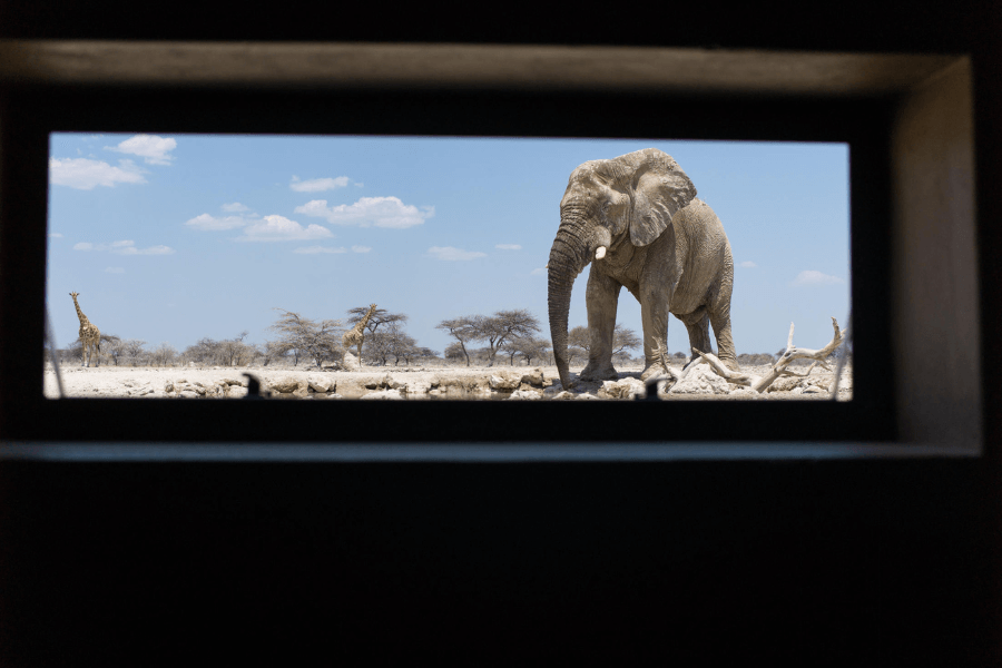Photographers take advantage of safari hides