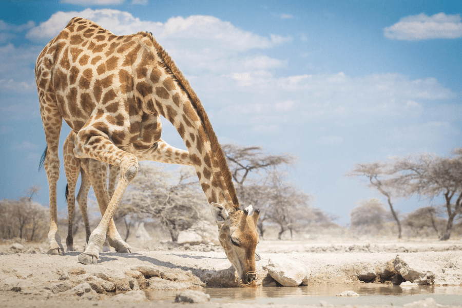 Namibia's giraffe
