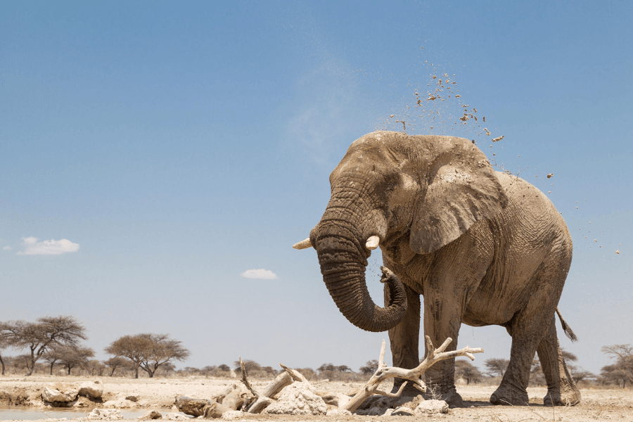 Namibia's elephants
