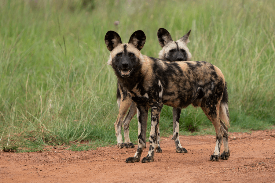 Endangered wild dogs