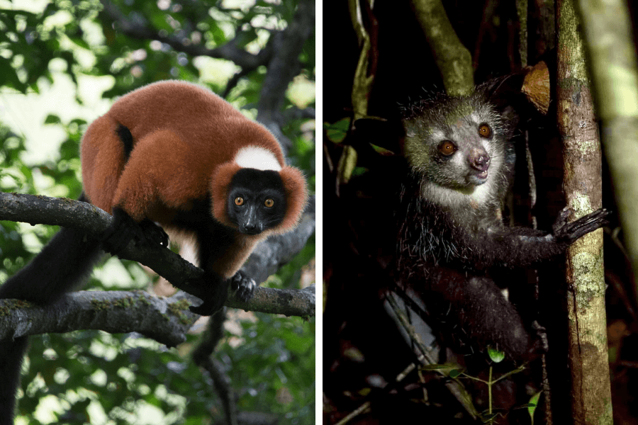 Red Ruffed and Aye-aye Lemurs