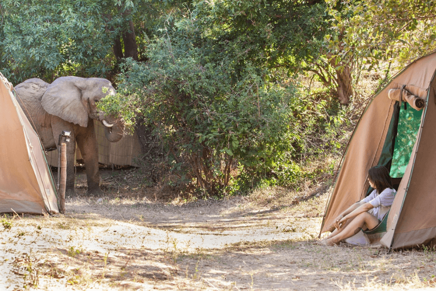 Elephant walking through the mobile camp on the banks of Zambezi River