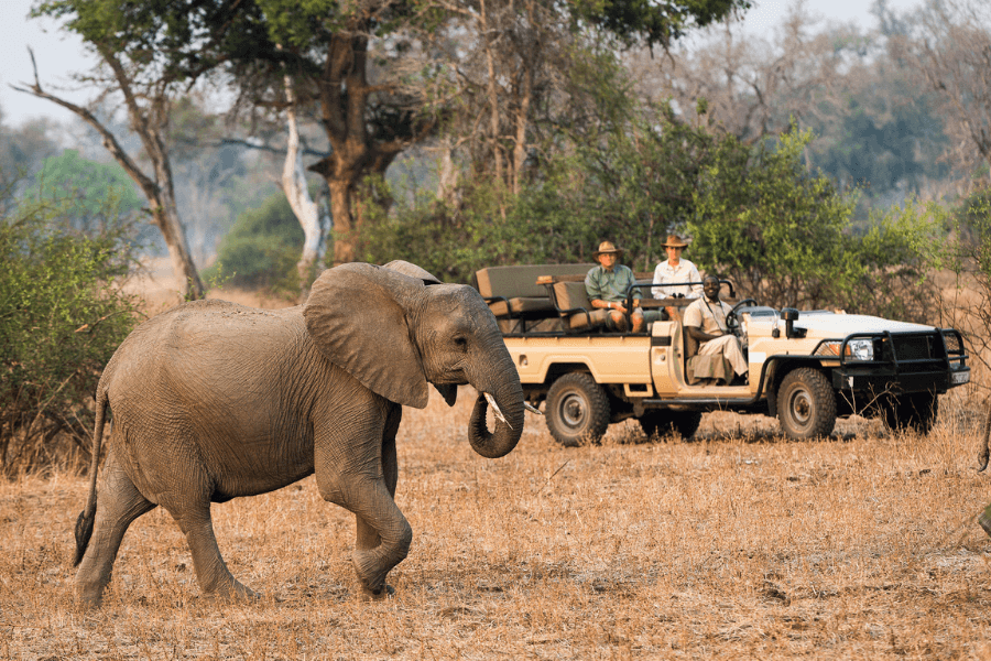 First-time Safari guide & the Words you'll need