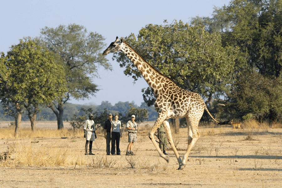 Close encounter on a guided walking safari