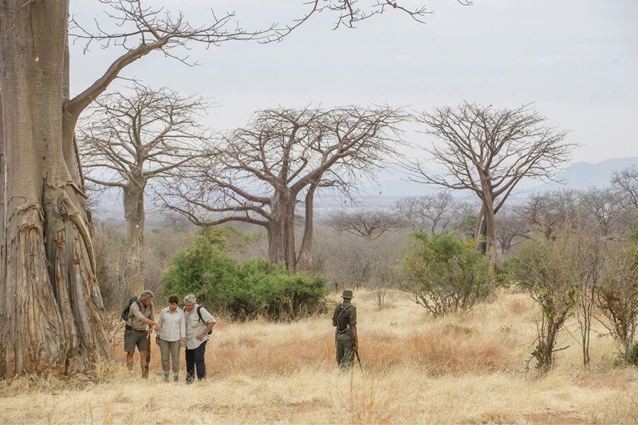 Walking safaris in Ruaha National Park