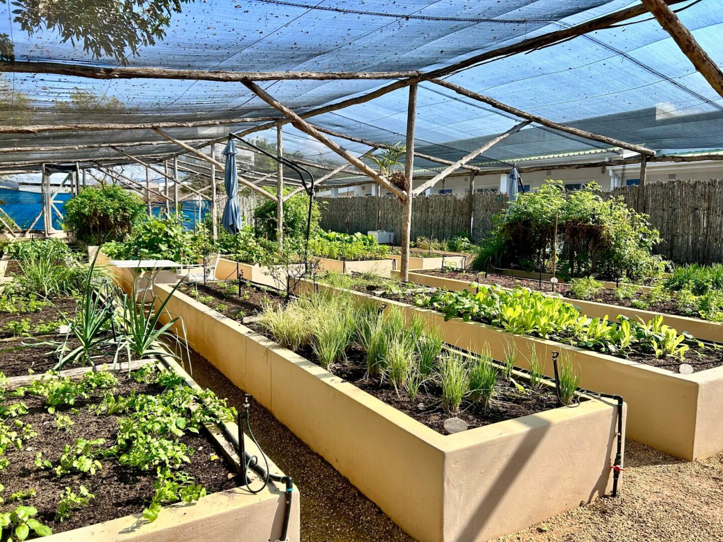 Vegetable garden to support community