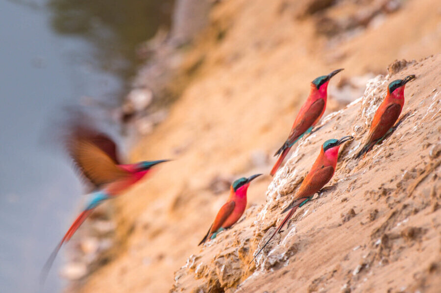 Southern Carmine bee-eaters in Zambia