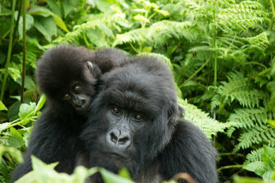 Gorillas in Volcanoes National Park