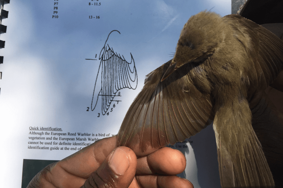 Specialist birding skills on a safari guide training