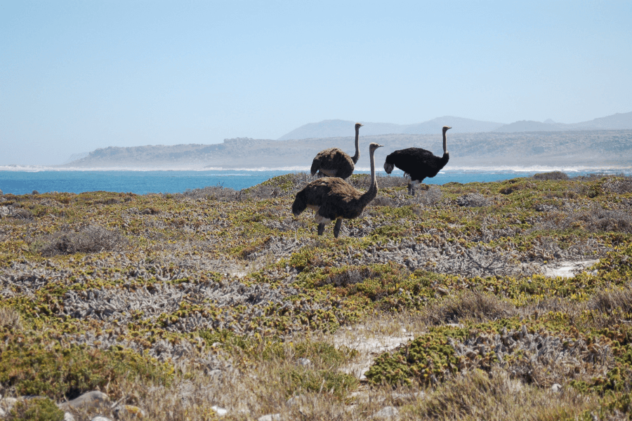 Ostriches in Cape Point
