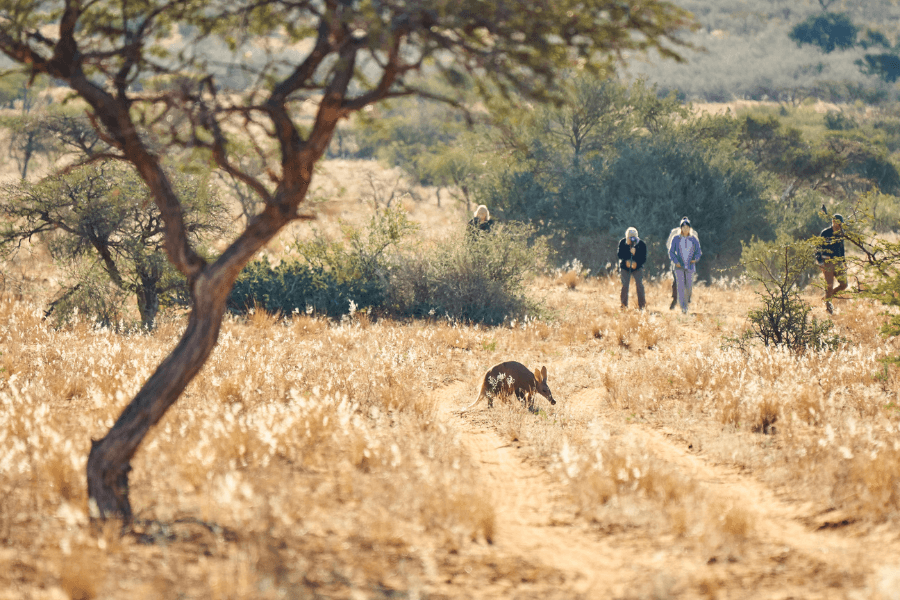 Aardwark in Tswalu Kalahari