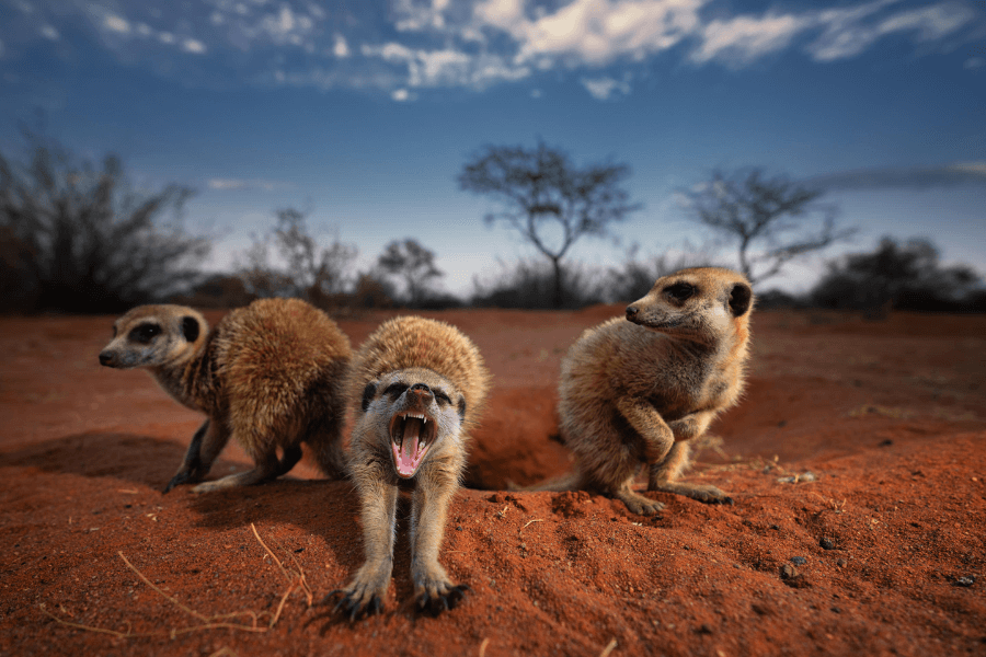 Tswalu's meerkats