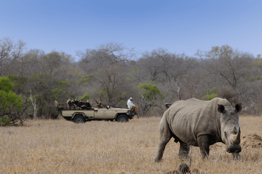 Rhino spotted in the Greater Kruger in the dry season