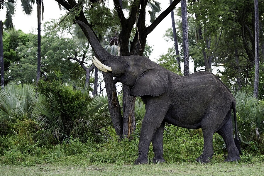 Family Safari in Botswana
