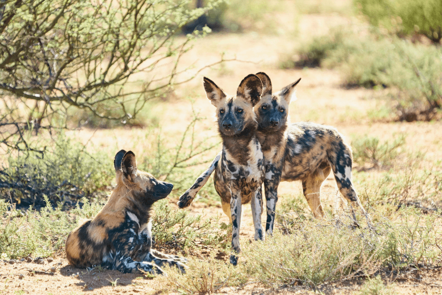 Wild dogs in Tswalu